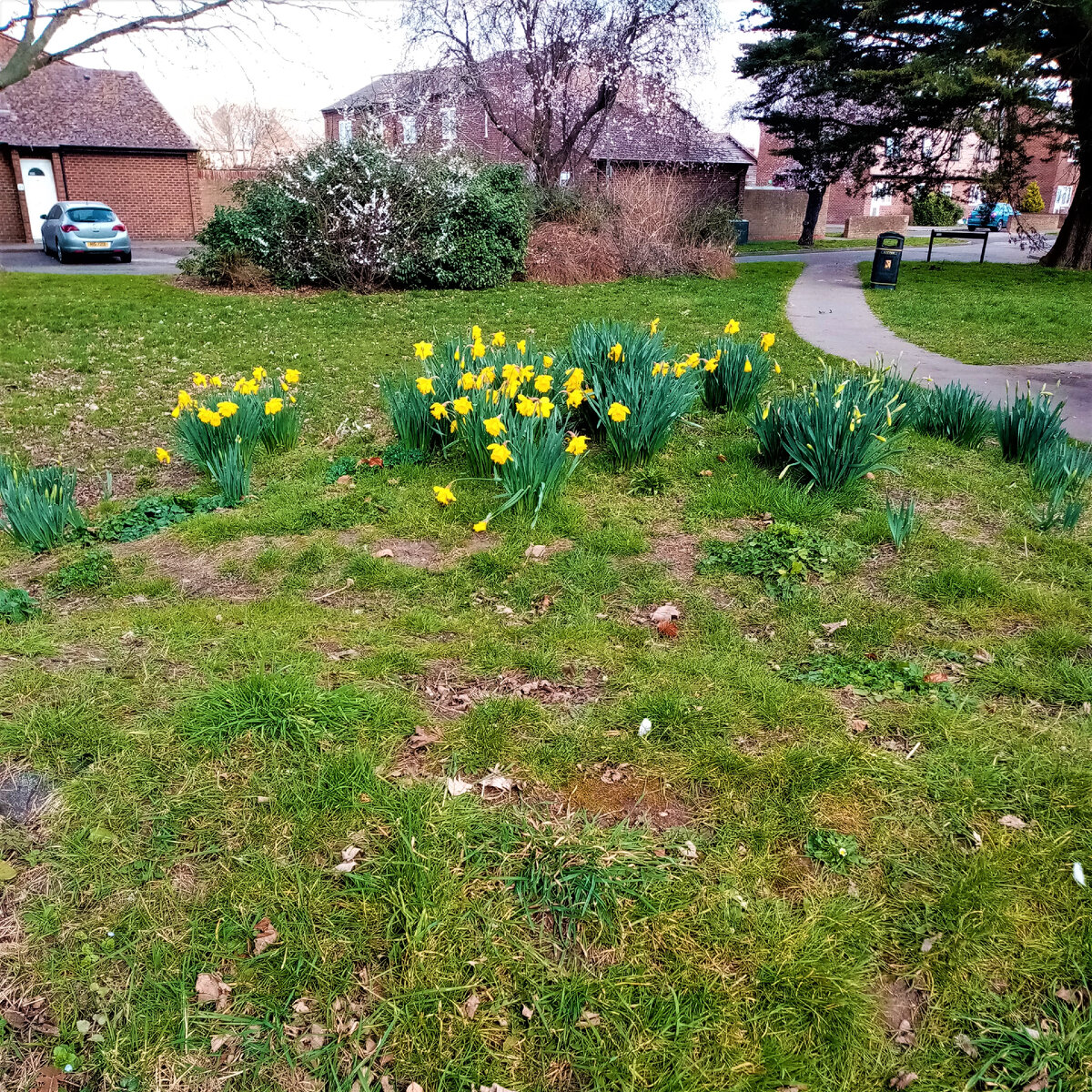 Я не знаю, откуда здесь взялись нарциссы.  Они высажены без всякой системы.  