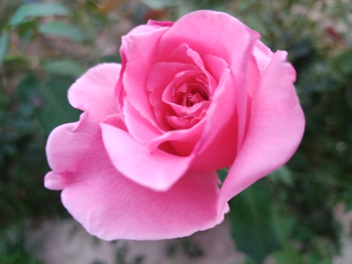 Немного лета для поднятия настроения. Фото автора 