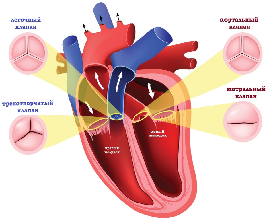 Пороки сердца названия. Приобретенные пороки сердца. Приобретенные пороки клапанов сердца.