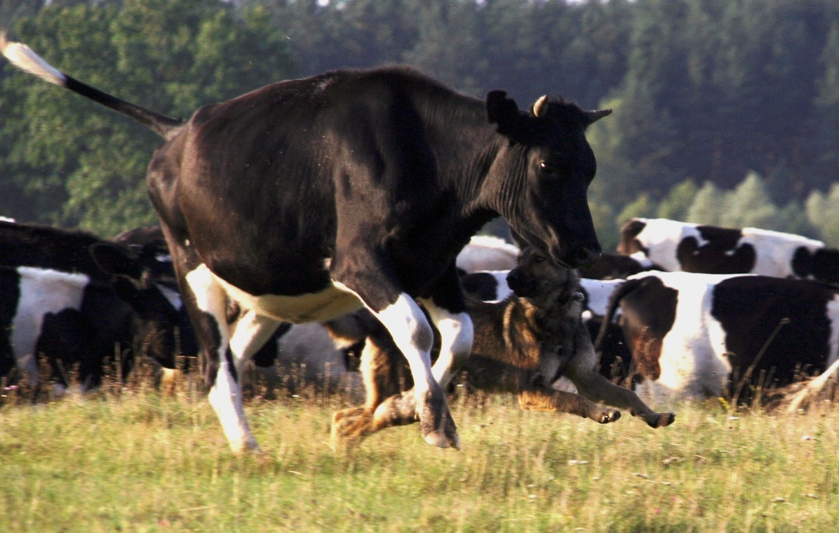 Яндекс.Картинки.
