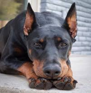 с просторов интернета