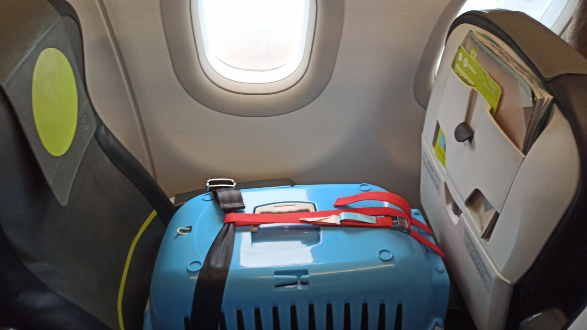 Стюарды закрепляют переноску специальными ремнями и только возле окна. 