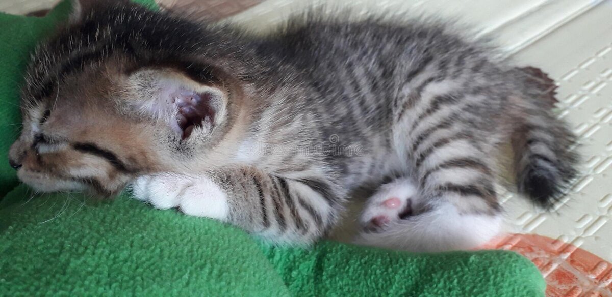 Котенок