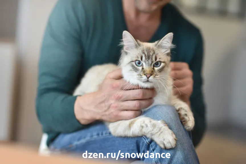 Может ли человек заразиться глистами от кошки? | КотоВедение | Дзен