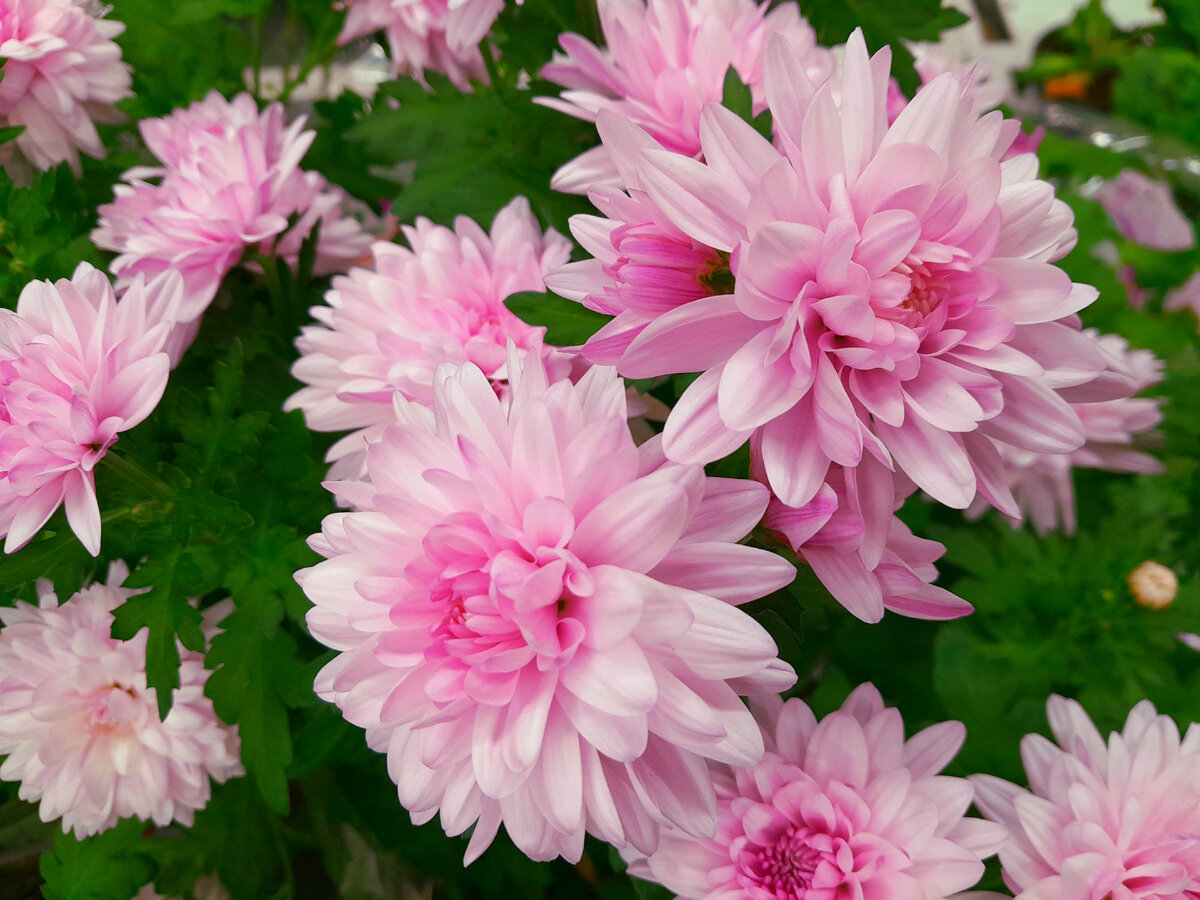 Фотография автора.