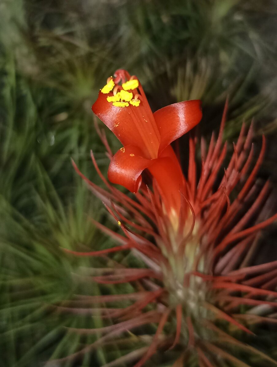 Funckiana green pulk