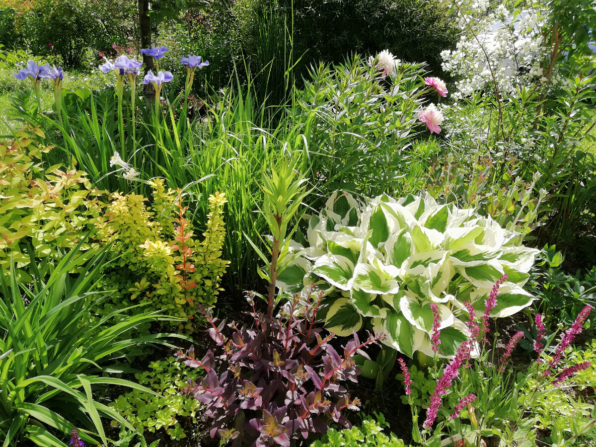 Хоста "Patriot" на даче, середина июня.