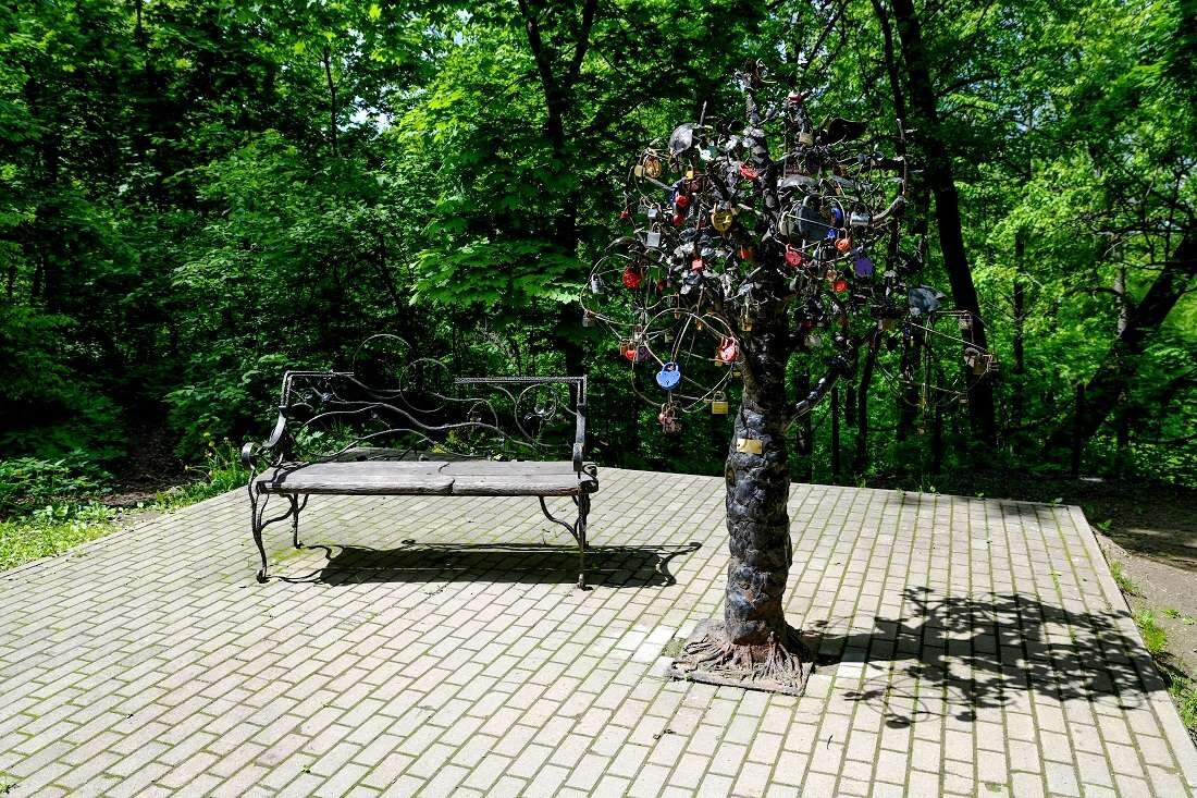 Железное дерево Филевский парк