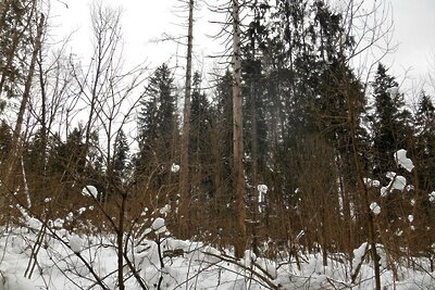    Наро‑Фоминское лесничество в Подмосковье ©Пресс-служба комитета лесного хозяйства Московской области