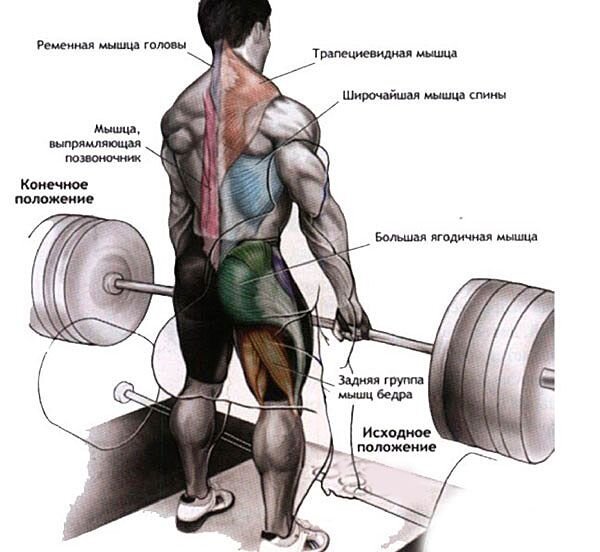 Становая тяга сумо какие мышцы работают
