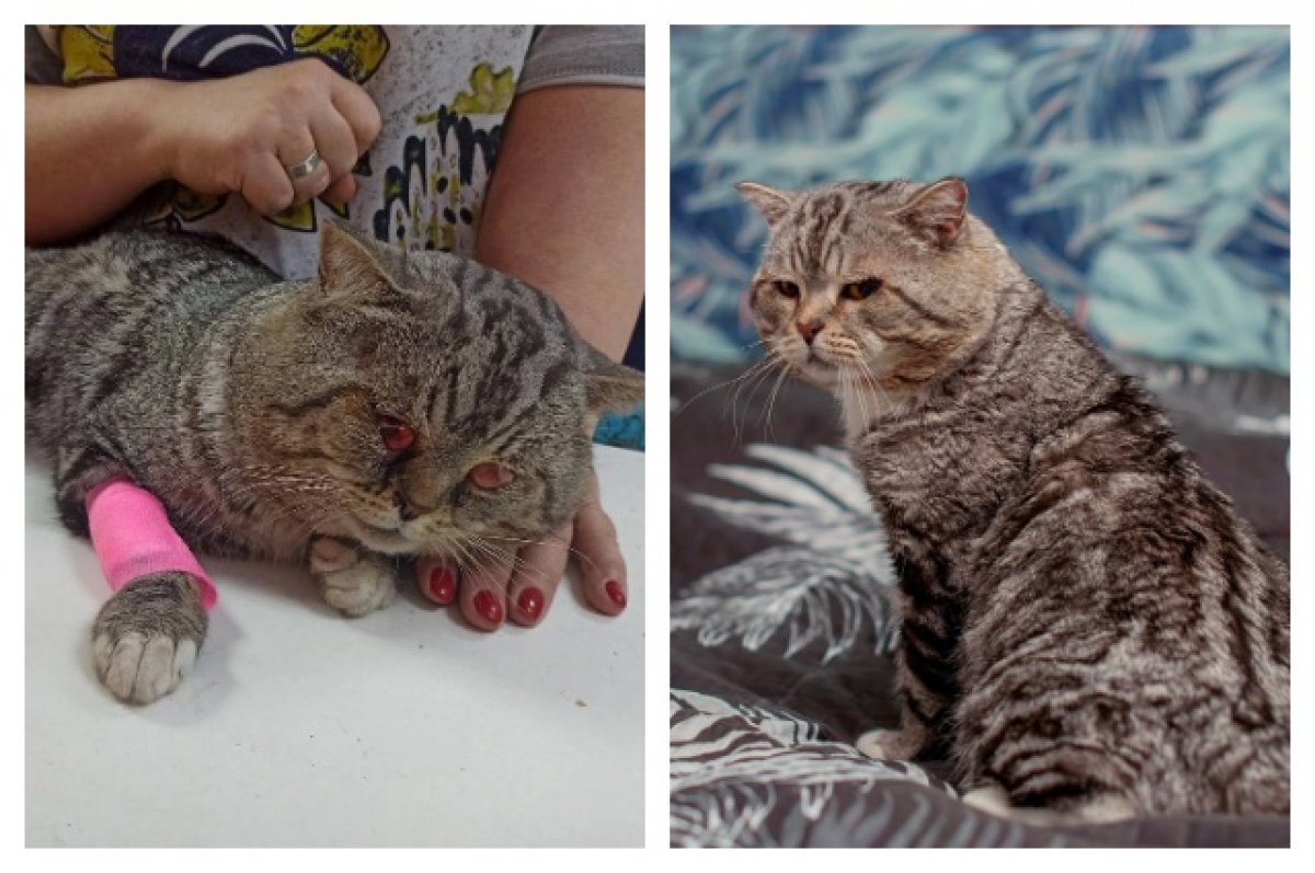    В Ялуторовске ищут живодера, выбросившего на помойку кота с удавкой на шее