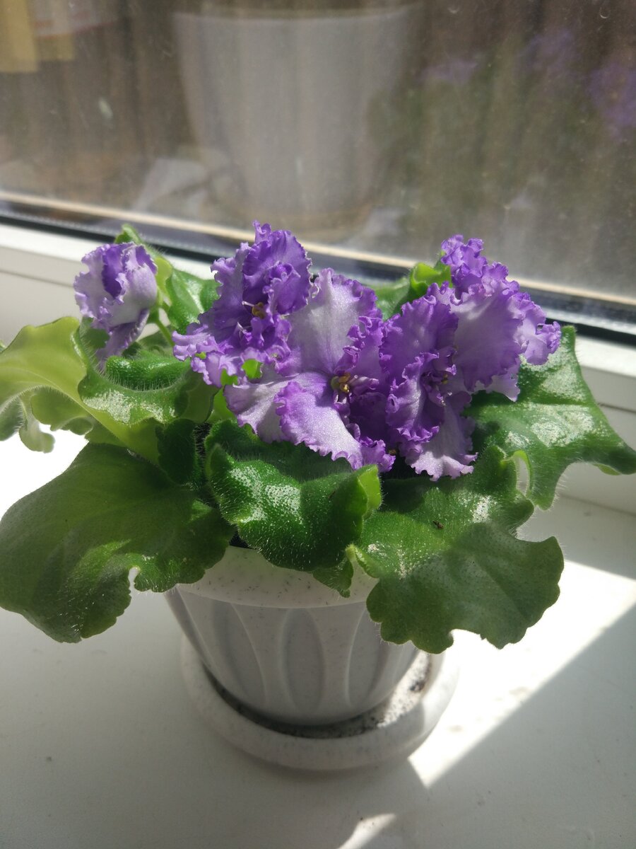 Мы милы, как фиалки