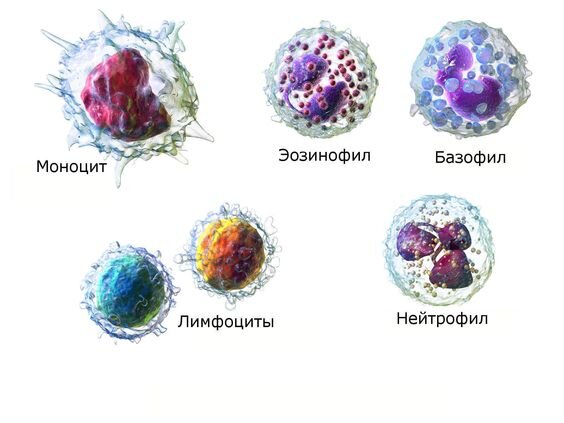 На картинке представлены разные виды лейкоцитов. Лимфоцит и моноцит не имеют видимых гранул, то есть являются агранулоцитами