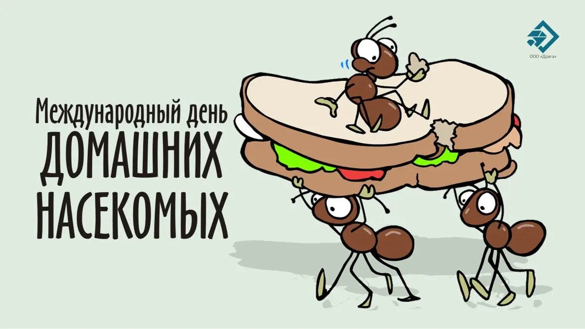ДЕНЬ ДОМАШНИХ НАСЕКОМЫХ!