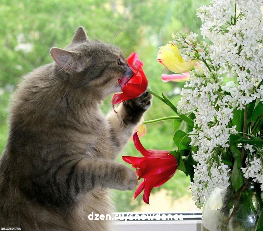 Восьмимартовские коты и цветы - для прекрасных подписчиц! | КотоВедение ...