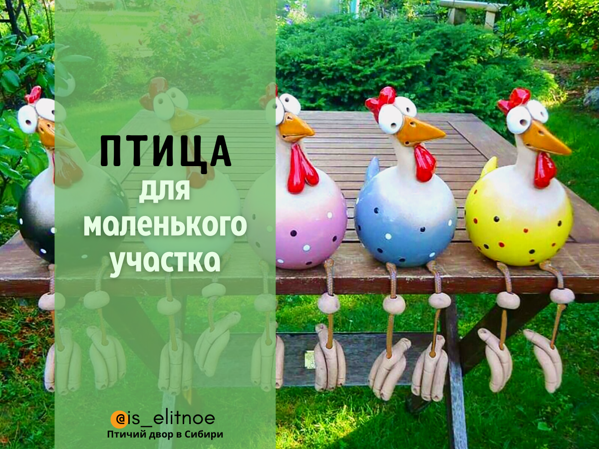 Какую птичку завести. Какую птичку завести
