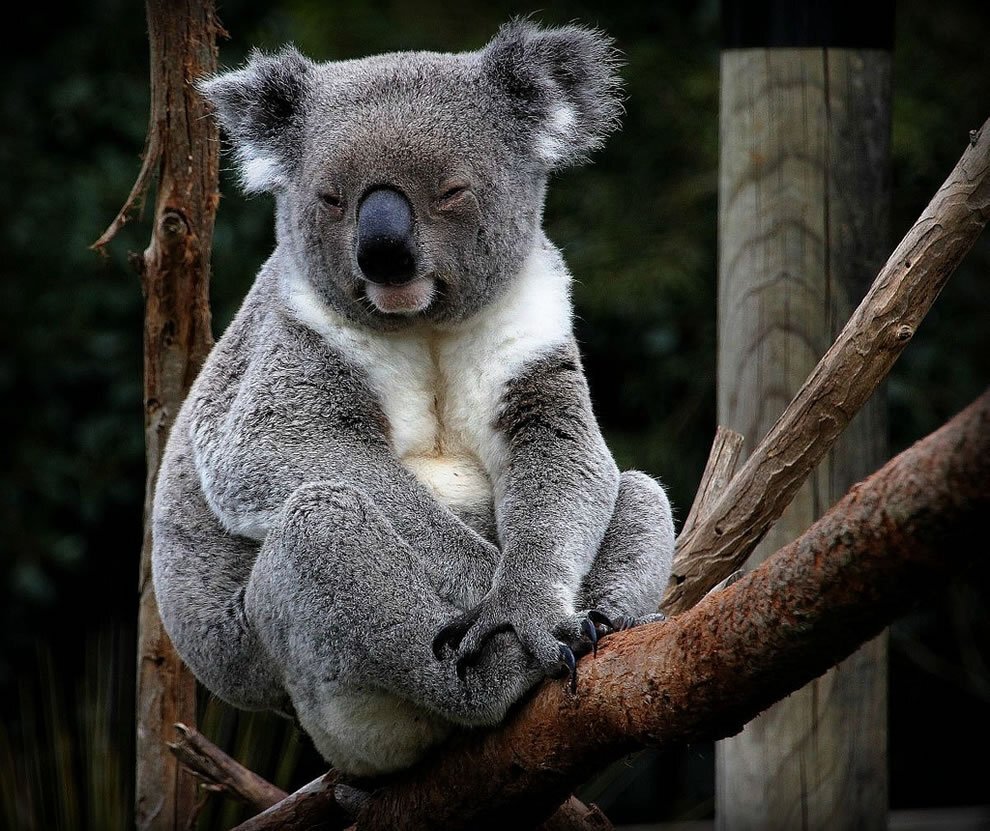 Мишка коала ест эвкалипт