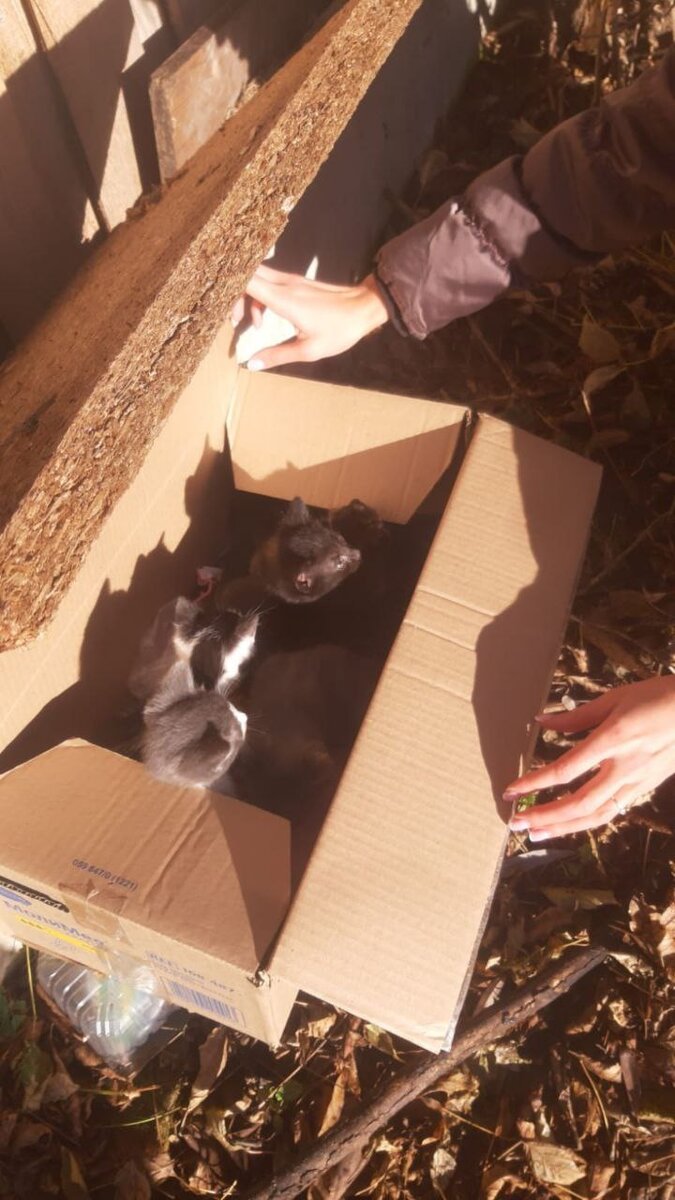 Подкинули коробку с больными котятами. 