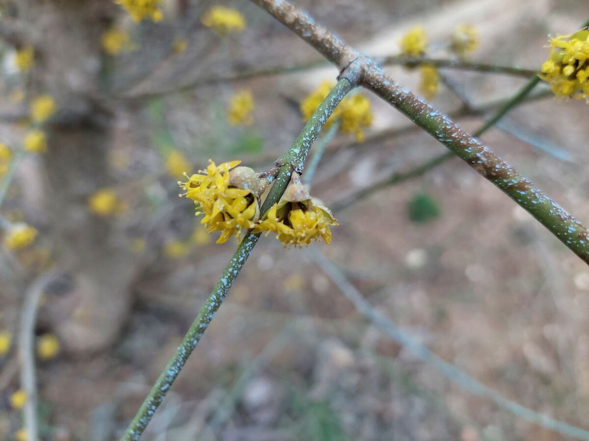 Кизил я не брызгала, это надуло