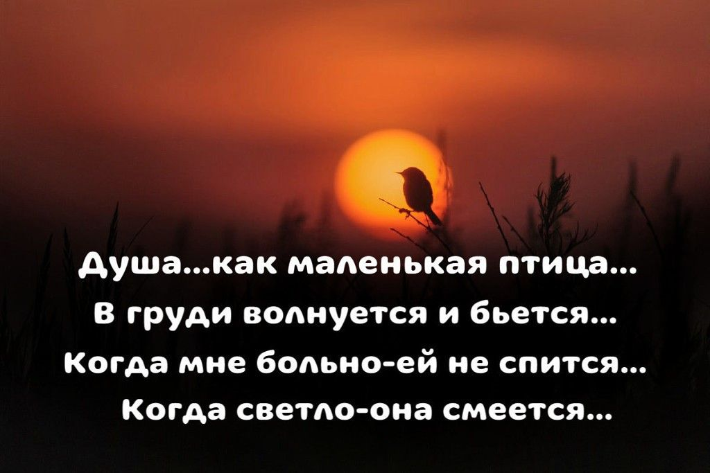 Душа как маленькая птица цитаты. Душа как маленькая птица стихи. По настоящему лечит душу только близкий человек. Душа как маленькая птица в груди волнуется и бьется.