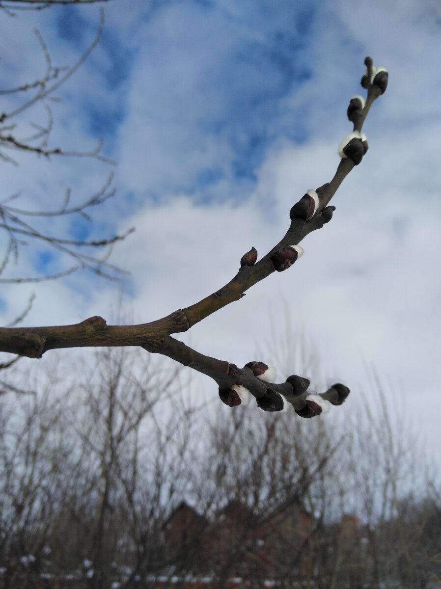 Это не верба! Предположительно, Ива козья. 