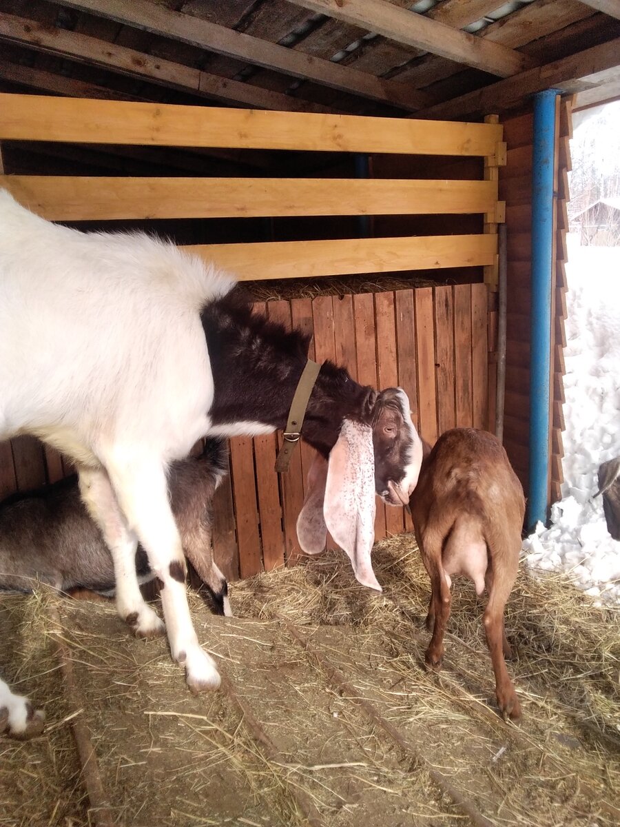 Фото автора. 