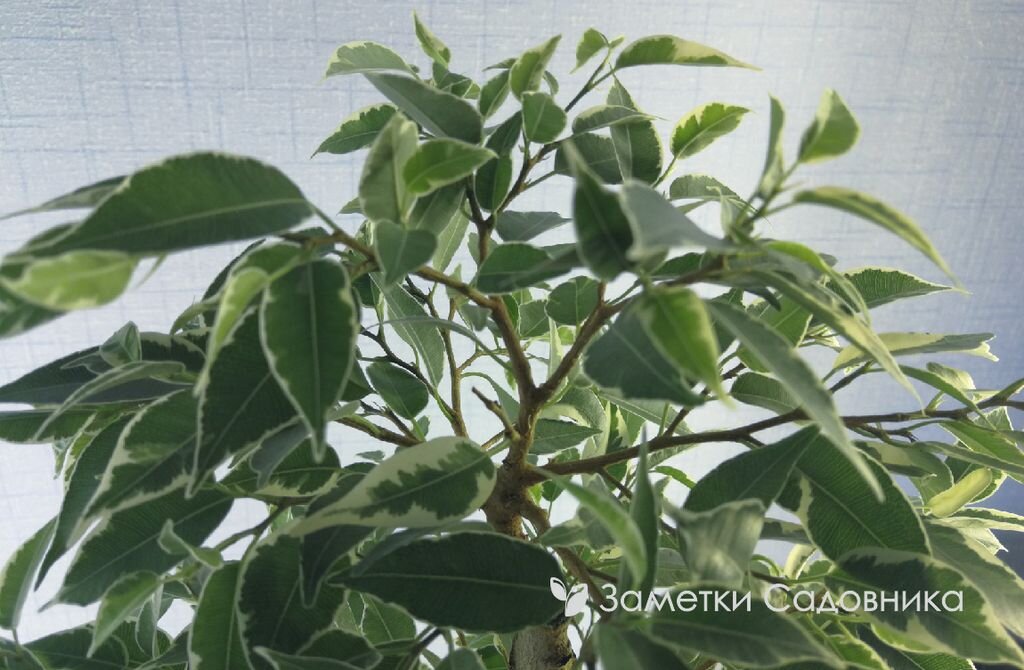 Здоровый, активно растущий фикус Бенджамина