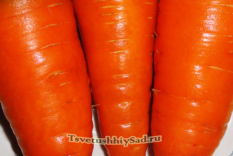 Морковь