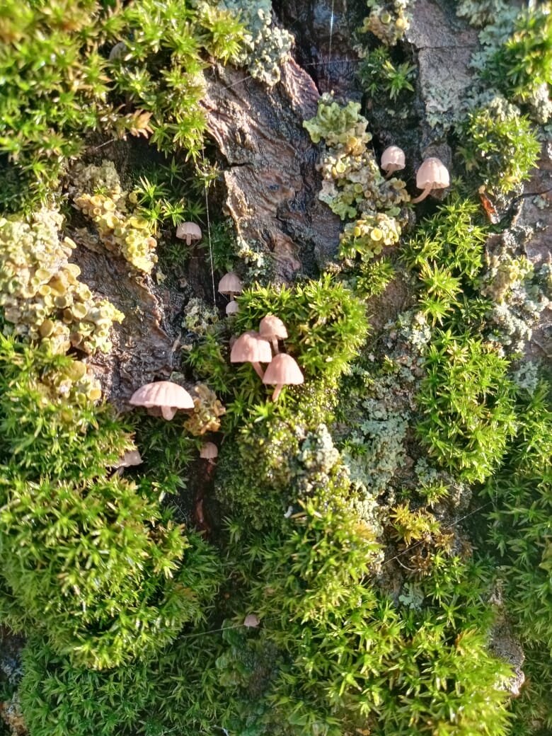Вот такие мини грибочки выросли у нас на дереве в саду.