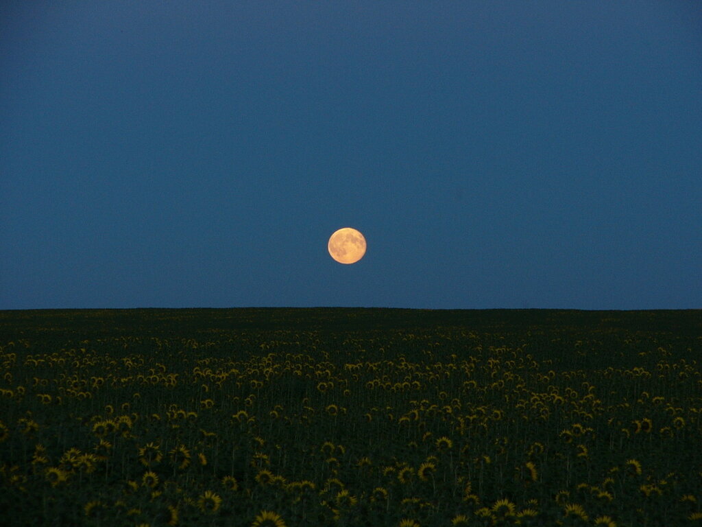 Луна над полями. Поле ночью. Луна в поле. Степь ночью. Ночная степь Луна.