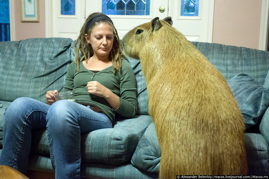 Теперь это ЕГО диван. 