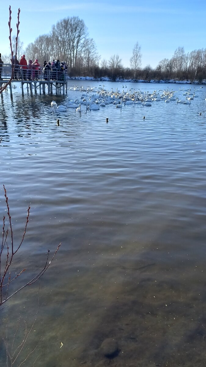 Заказник лебединый, Алтайский край