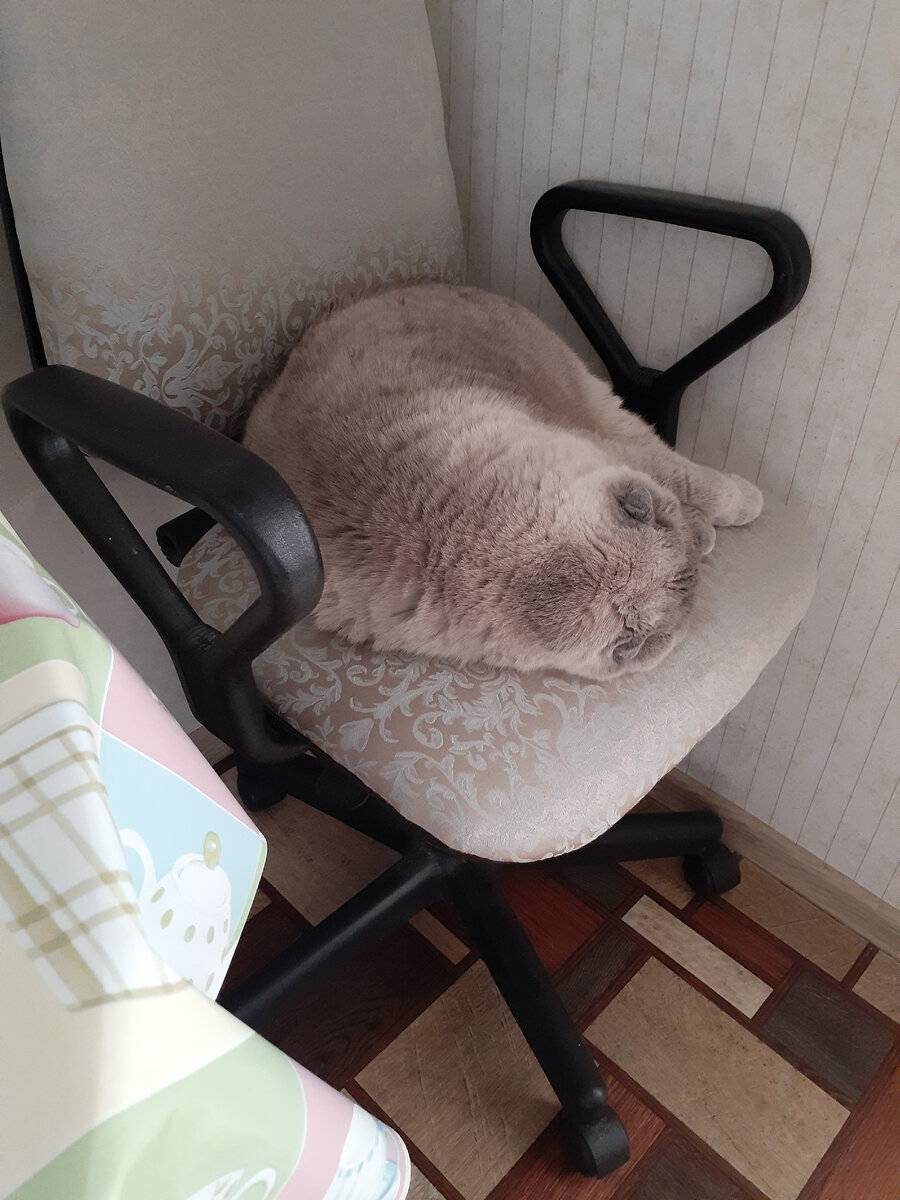 Вот и заводят котиков. Тоже своя комната, лишние метры, не нужны.