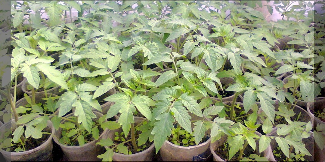 Что нужно учитывать при посеве томатов - главное по пунктам: лайфхаки и полезные советы начинающим дачникам