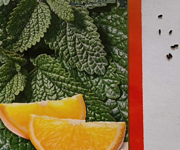 Мелисса Оранчелло с ароматом апельсина. Фото автора