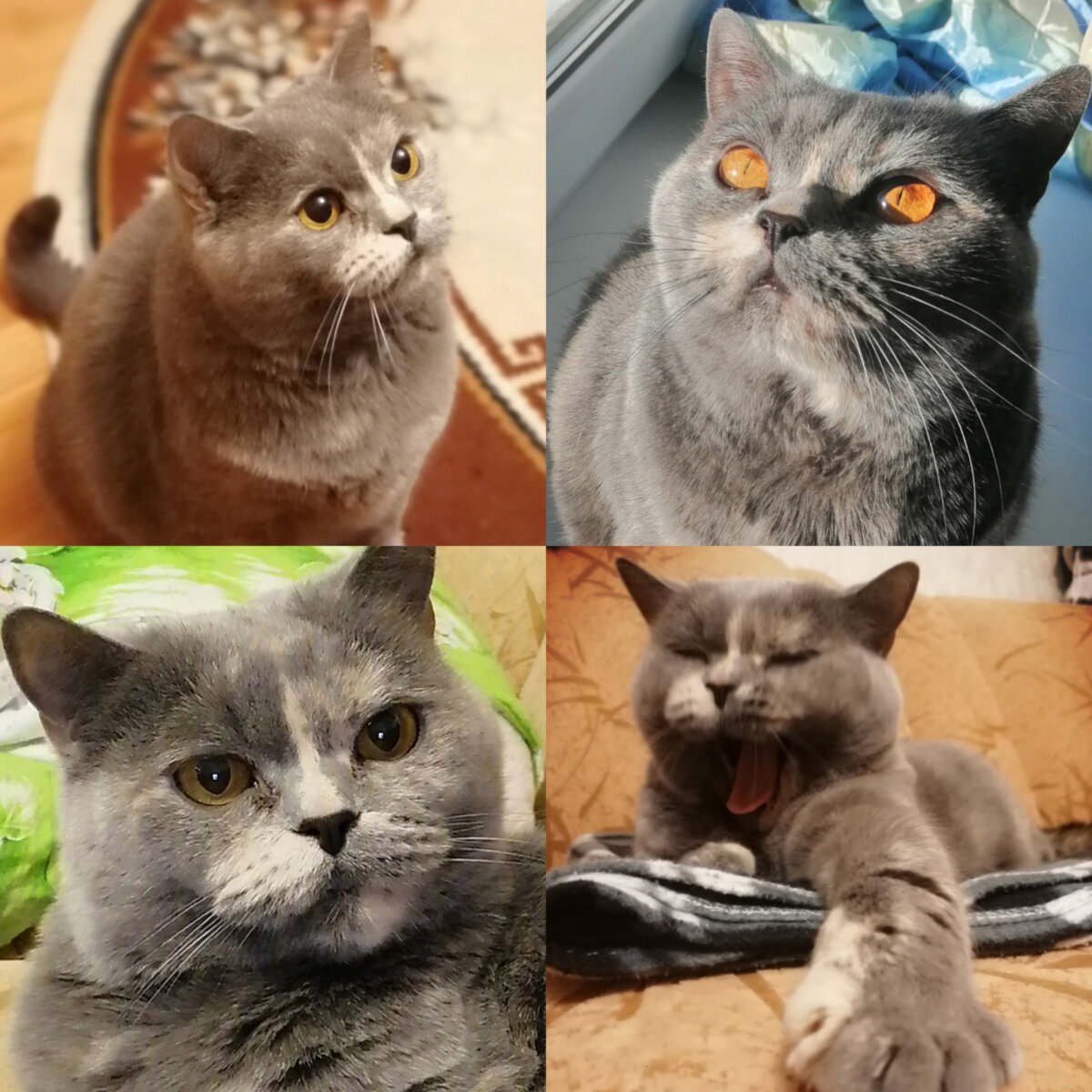 Одним словом - ЗВЕЗДА! 