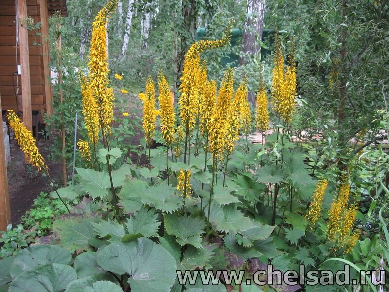 Бузульник узкоголовчатый "Рокет" - фото из моего сада, логотип на фото с моего сайта: http://chelsad.ru/index.php/mnogoletniki/212-buzulnik