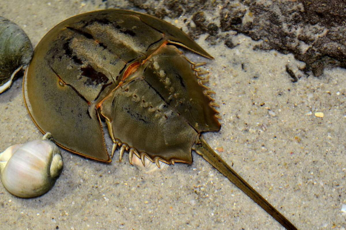 Членистоногие моллюски. Мечехвост Limulus Polyphemus. Жук мечехвост. Трилобит мечехвост. Краб мечехвост.