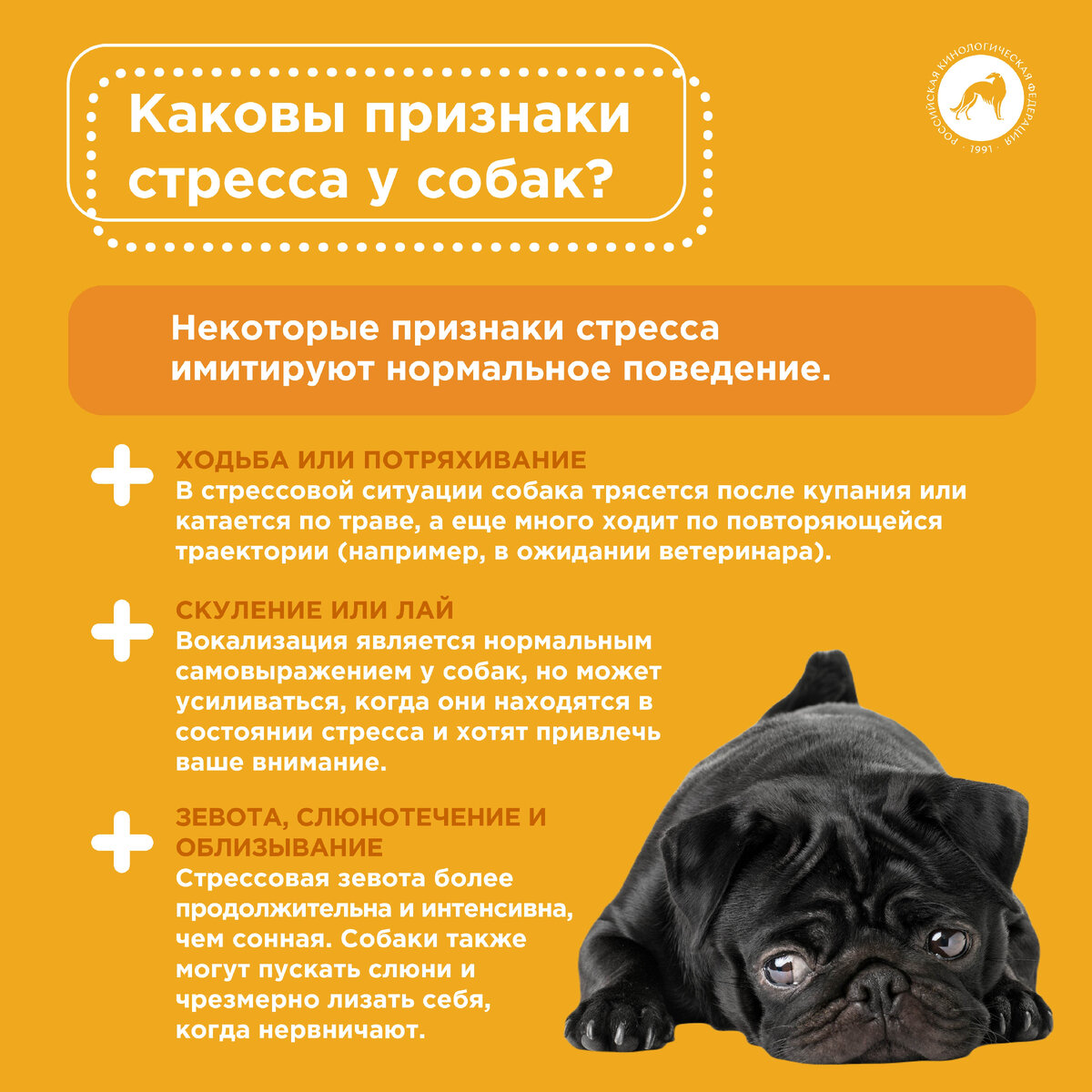 Стресс у собаки. Лестница стресса у собак. Стресс факторы у животных. Стресс у собаки. Шкала стресса у собак.