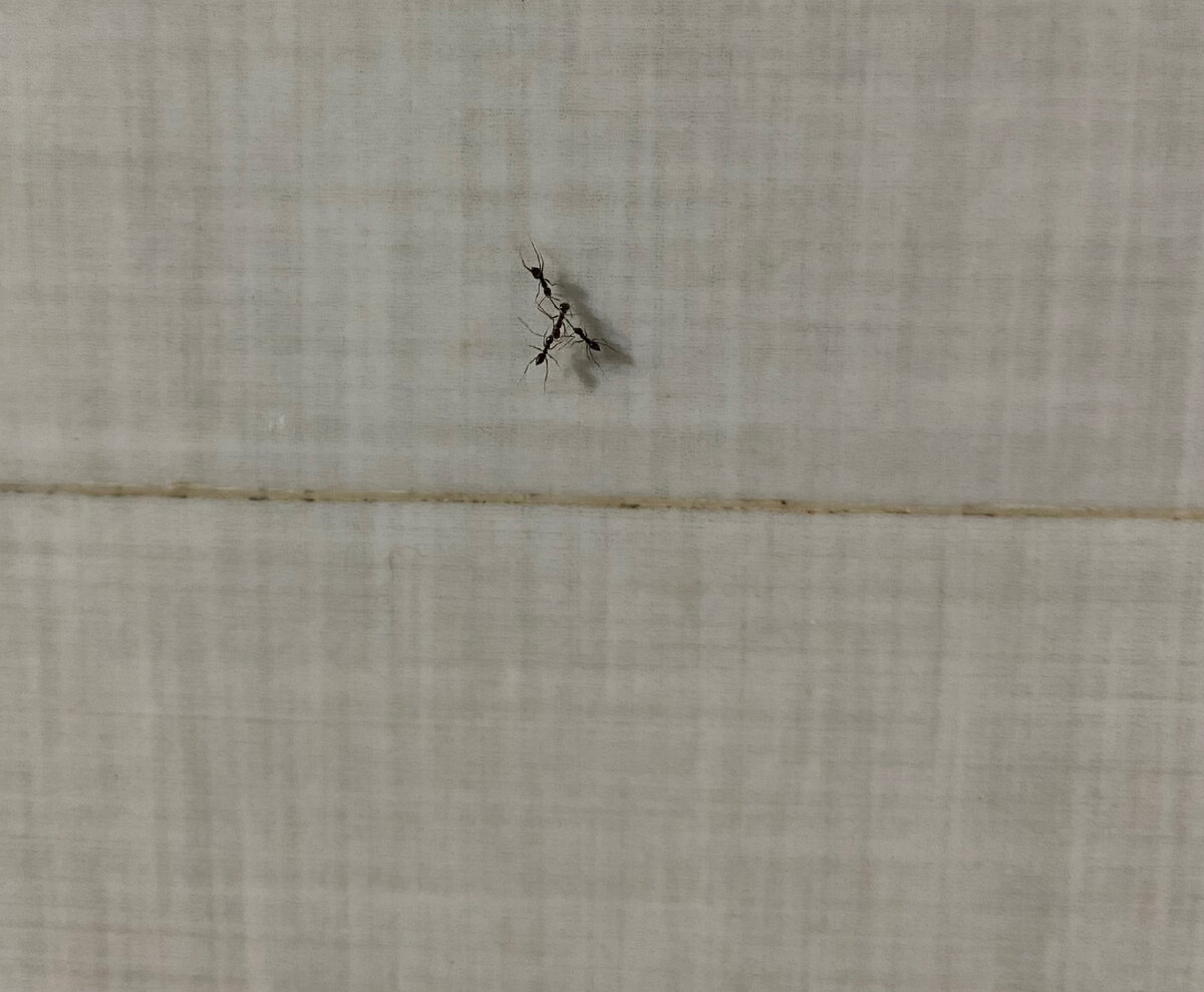 Сделать фото муравьев в моем доме было не сложно, ибо они везде)