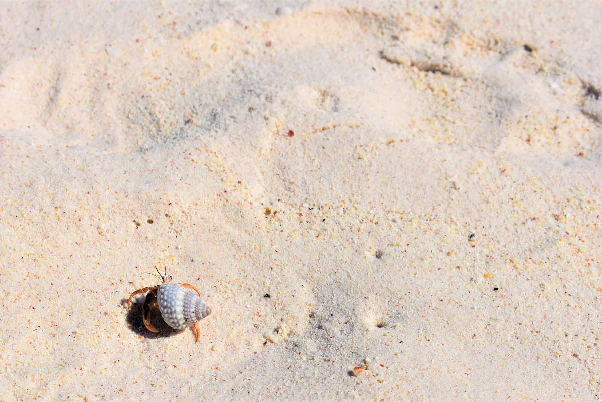 Ваддува знаменит своими ухоженными и протяженными пляжами с золотистым песком.