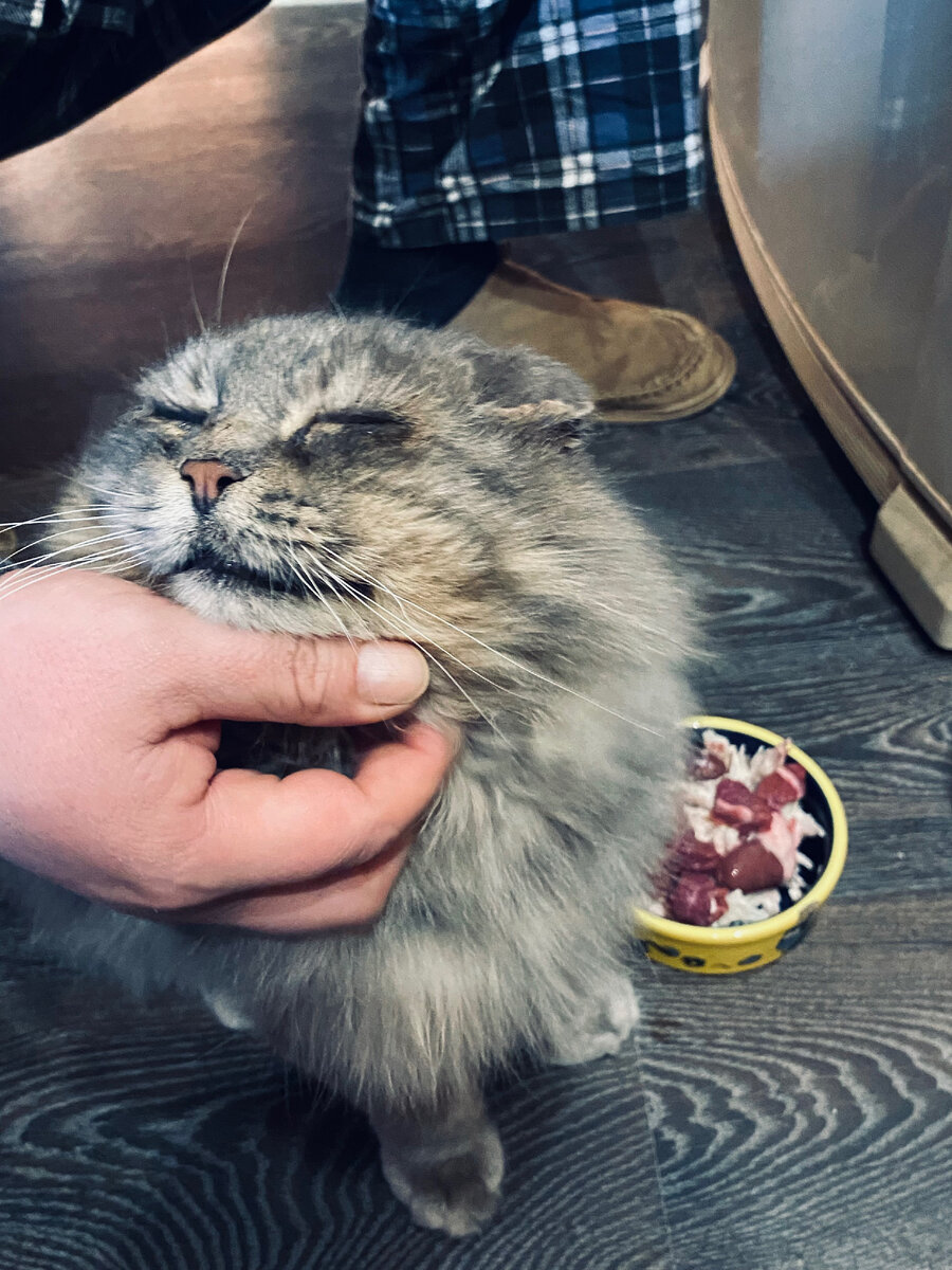 Хозяин, ты меня сначала погладь, а потом я поем.