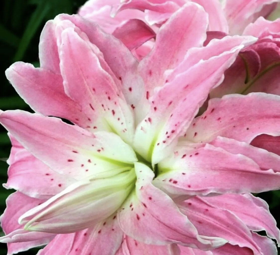 ЛОТУС ЭЛЕГАНС 250р ВОСТОЧНЫЙ гибрид морозостойкость -29С ВЫСОТА 100-110см ГУСТО-МАХРОВОСТЬ - 5 СЛОЕВ ЛЕПЕСТКОВ