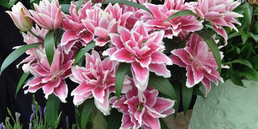 Лилия Роза "ROSE LILY" от Van Den Bos