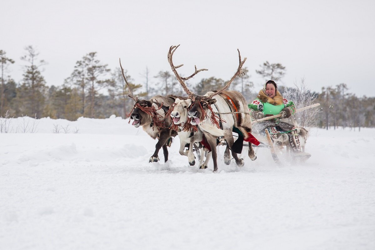    Программа Дня Оленевода в Русскинской: что посмотреть и в чем поучаствовать