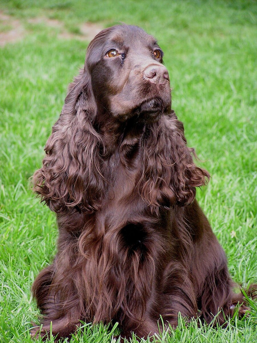 1. Леди (мультфильм 