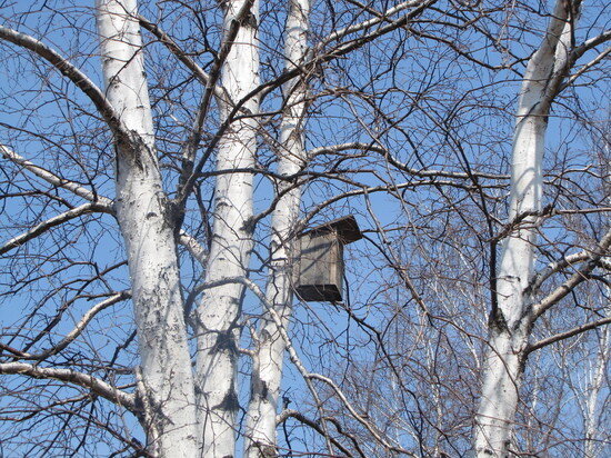     Погода в апреле 2023 в Хабаровске: подекадный прогноз / Екатерина Селиванова