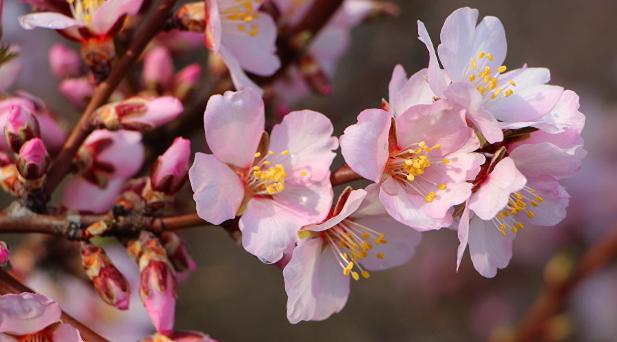 Цветущий миндаль // Фото: Александр Кирьяков