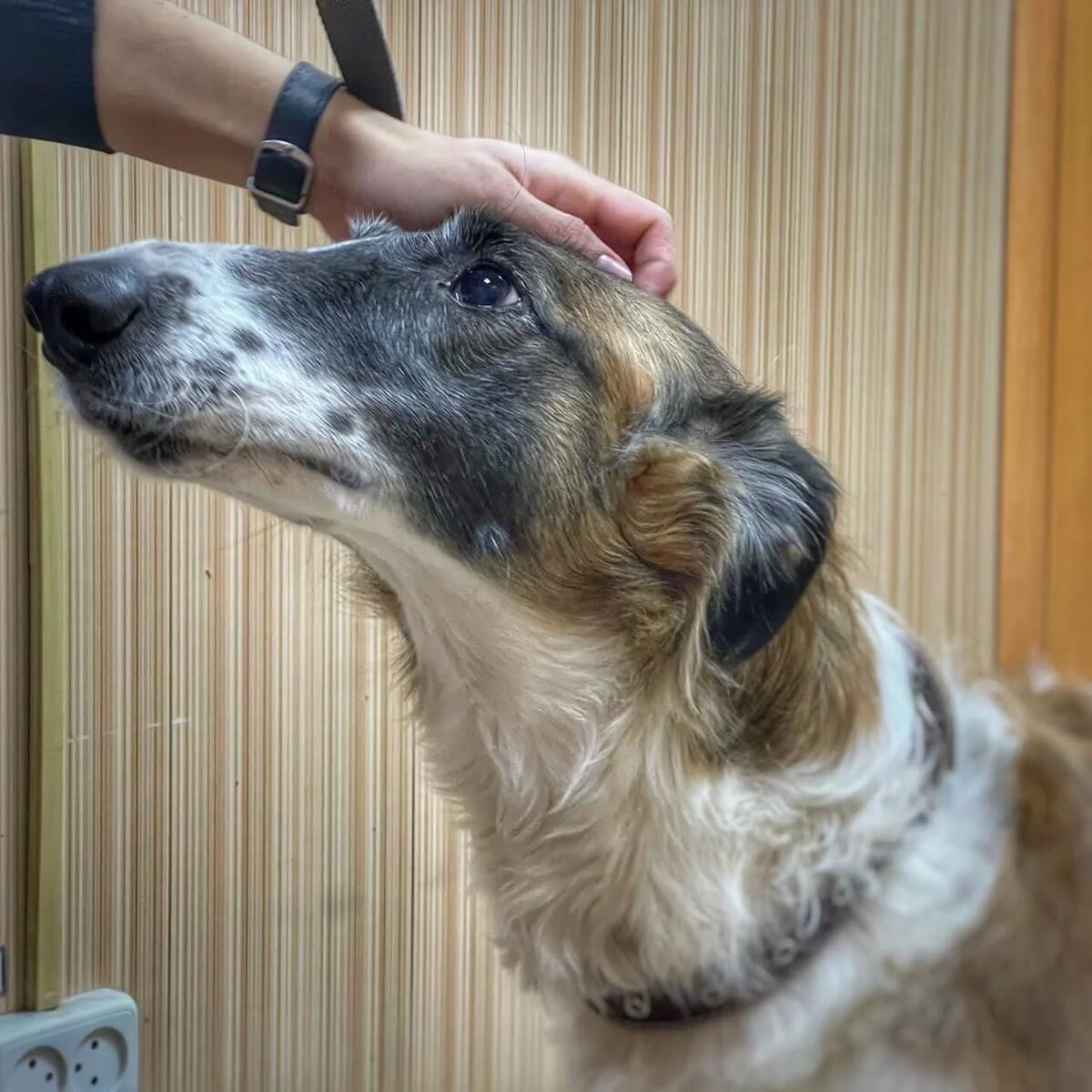 Преданность в глазах Вихры