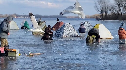 Рыбалка с чайками в толпе народа